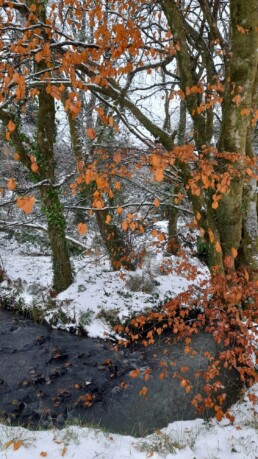 A winter picture - there is snow on the ground and some trees with orange leaves, in a wood, in Luxembourg